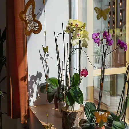 Inn Bel-air Eden