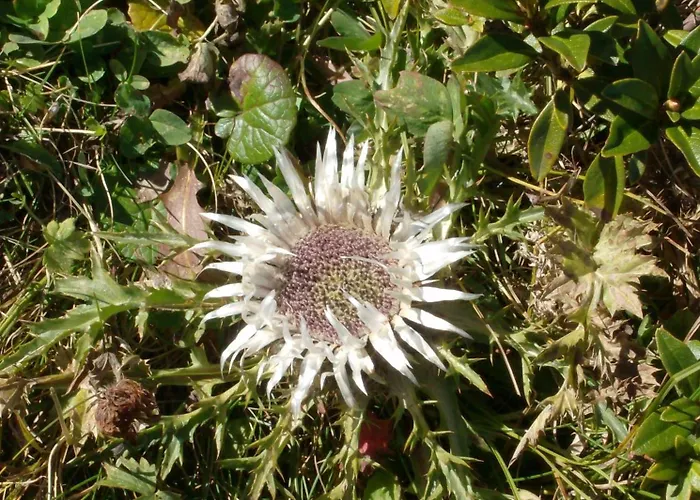 Värdshus Bel-air Eden Grindelwald